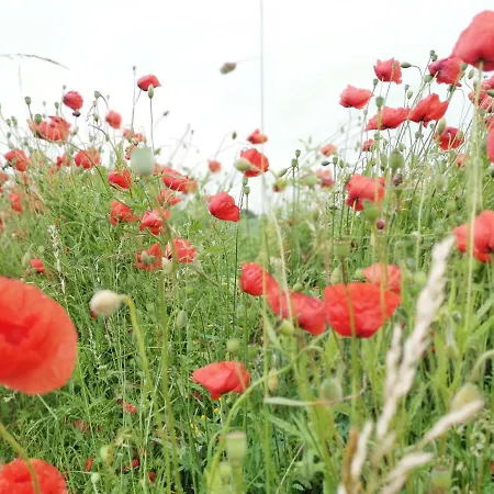 بيت للعطل Haus Elve *